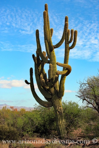 Ancient Spirit Saguaro 1
Tonto National Forest, Rio Verde, AZ. Ancient Spirit Saguaro 1
Tonto National Forest, Rio Verde, AZ.